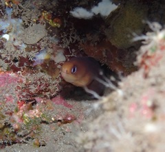 Gymnothorax melatremus