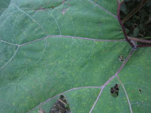 Coleosporium petasitis