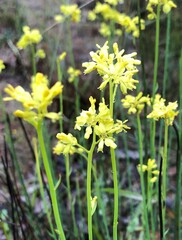 Glischrocaryon behrii