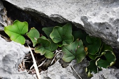 Calciphilopteris ludens