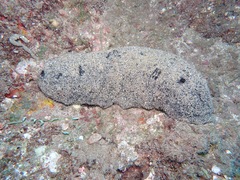 Holothuria whitmaei