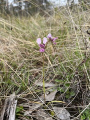 Diuris punctata