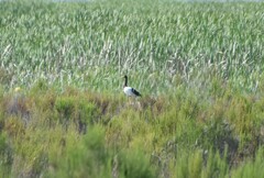 Anseranas semipalmata