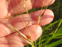Austrostipa eremophila