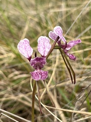 Diuris punctata