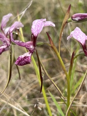 Diuris punctata