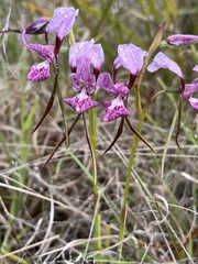 Diuris punctata