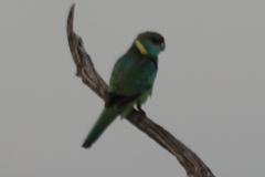 Barnardius zonarius