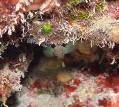 Priolepis aureoviridis