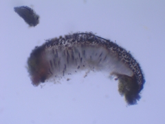 Phaeographis dendritica