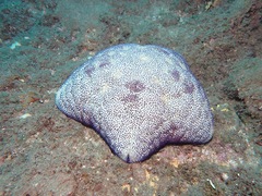 Culcita novaeguineae