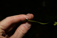 Myrsine subsessilis