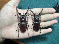 Lucanus hermani