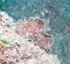 Taenianotus triacanthus