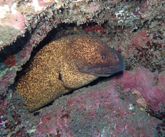 Gymnothorax flavimarginatus