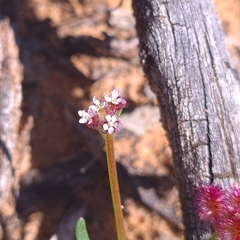 Trachymene cyanopetala