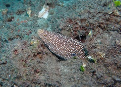 Gymnothorax meleagris