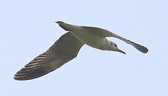 Chroicocephalus brunnicephalus