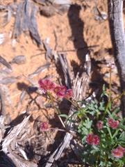 Trachymene cyanopetala
