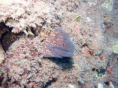 Gymnothorax flavimarginatus