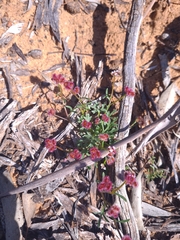 Trachymene cyanopetala