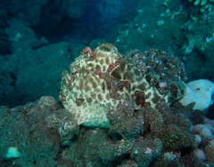 Antennarius commerson