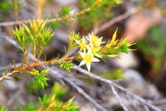 Calytrix