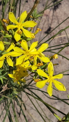 Bobartia