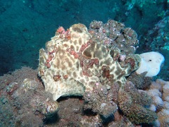 Antennarius commerson
