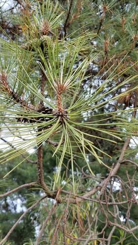 Image of Pinus lawsonii by (c) Alan Rockefeller, some rights reserved (CC BY)