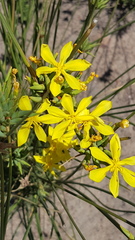 Bobartia