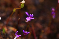 Utricularia violacea