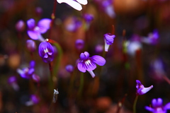 Utricularia violacea