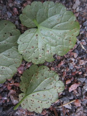 Puccinia glechomatis
