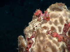 Antennarius commerson