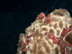 Antennarius commerson