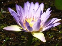 Nymphaea nouchali caerulea