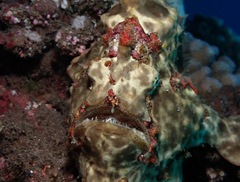 Antennarius commerson