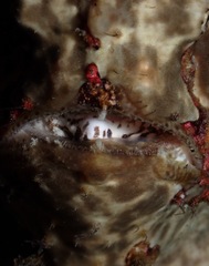 Antennarius commerson