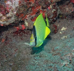 Chaetodon miliaris