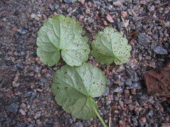 Puccinia glechomatis