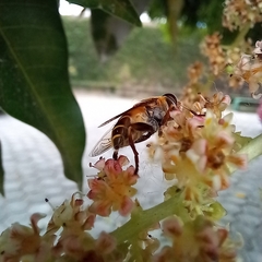 Eristalina