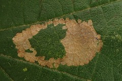Phyllonorycter nicellii