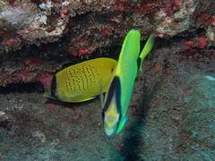 Chaetodon miliaris