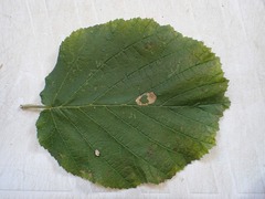 Phyllonorycter nicellii