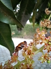 Eristalina