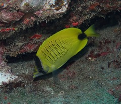 Chaetodon miliaris