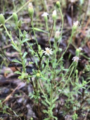 Vittadinia