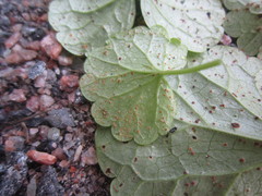 Puccinia glechomatis