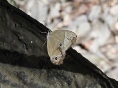 Lethe sicelis